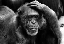 Con cervello e umorismo – i nostri servizi, colon