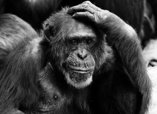 Con cervello e umorismo – i nostri servizi, colon