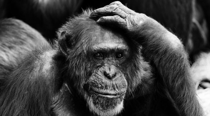 Con cervello e umorismo – i nostri servizi, colon